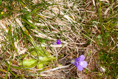 Pinguicula leptoceras