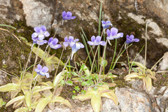Pinguicula leptoceras