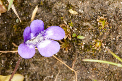 Pinguicula leptoceras