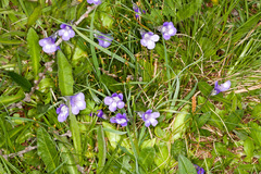 Pinguicula leptoceras