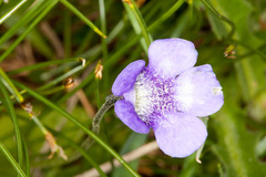 Pinguicula leptoceras