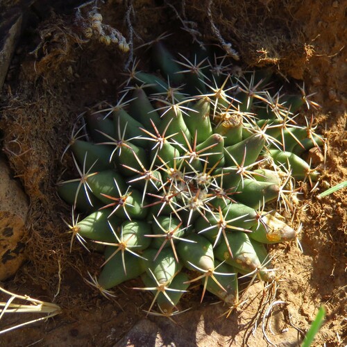 Mammillaria heyderi