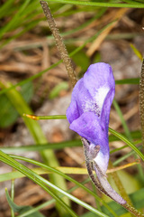 Pinguicula leptoceras