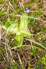 Pinguicula leptoceras