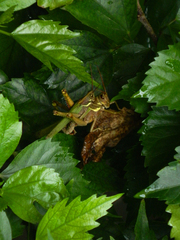 Coryacris angustipennis