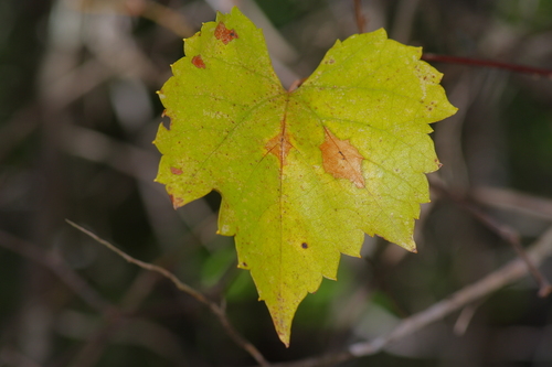 Image of Vitis monticola by (c) Michelle W. （鍾偉瑋）, some rights reserved (CC BY)