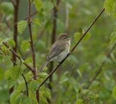 Phylloscopus sindianus
