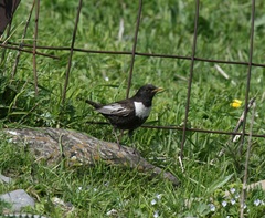 Turdus torquatus amicorum
