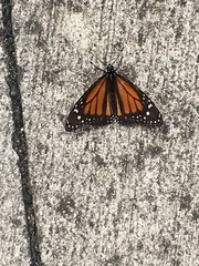 Danaus plexippus nigrippus