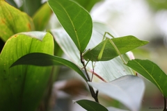 Stilpnochlora thoracica