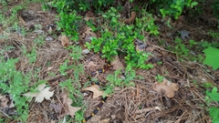 Micrurus tener tener