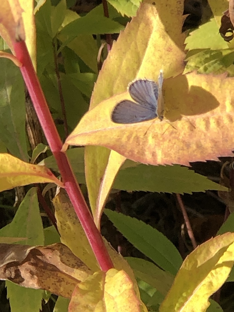 eastern-tailed-blue-from-n-36th-ave-e-duluth-mn-us-on-october-17