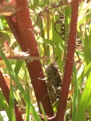 Chimarocephala pacifica