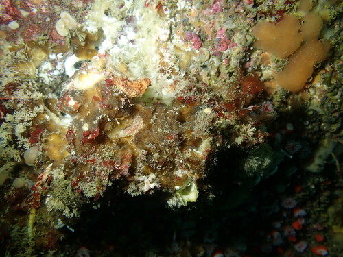 Topsentia fernaldi
