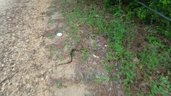 Micrurus tener tener