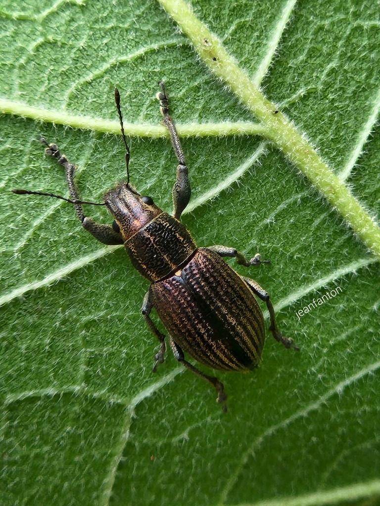 Naupactus tremolerasi