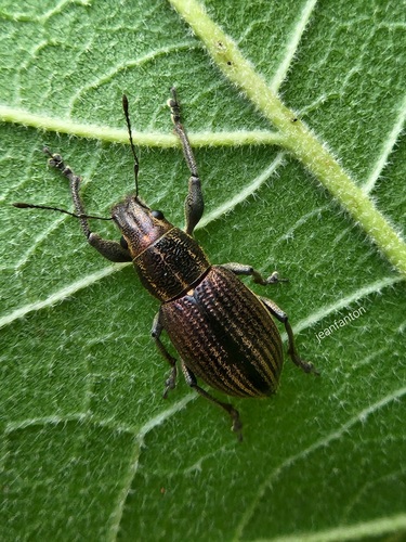 Naupactus tremolerasi