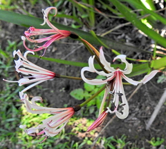 Nerine