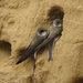 Bank Swallow - Photo (c) vladimir_m, some rights reserved (CC BY-NC), uploaded by vladimir_m