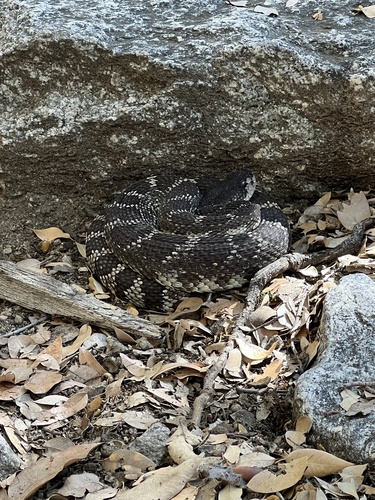 iNaturalist observation photo of Northern Pacific Rattlesnake