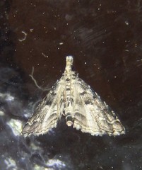 Diplopseustis perieresalis