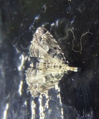 Diplopseustis perieresalis