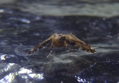 Diplopseustis perieresalis