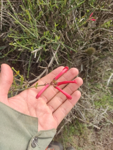 Image of Gambelia juncea by (c) Diego Maldonado de la Torre, some rights reserved (CC BY)