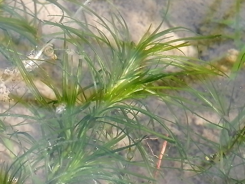 Najas graminea iNat (3)