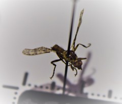 Boreothrinax maculipennis