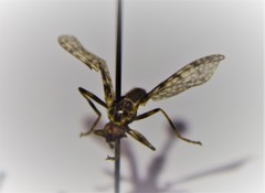 Boreothrinax maculipennis