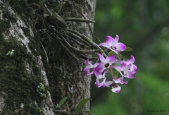 Dendrobium
