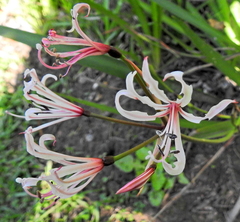 Nerine