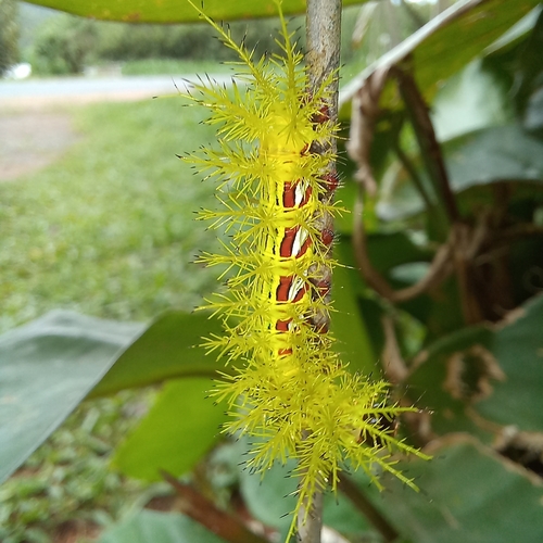 Automeris melanops