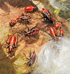 Spilostethus pandurus elegans