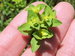 Euphorbia spathulata