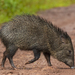 Collared Peccary - Photo (c) Gustavo Masuzzo, some rights reserved (CC BY)