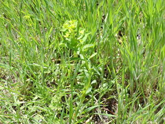 Euphorbia spathulata