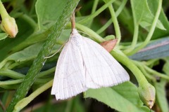 Polypogon tentacularia