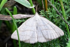 Polypogon tentacularia