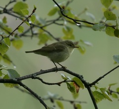 Phylloscopus nitidus