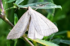 Polypogon tentacularia