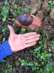 Megalobulimus popelairianus