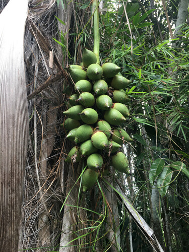Attalea funifera, photograph 1