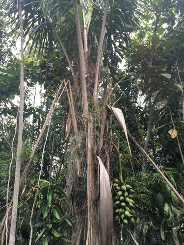Attalea funifera, photograph 2