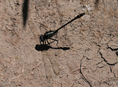 Phanogomphus quadricolor