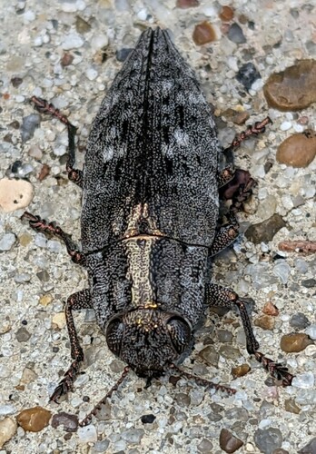 Hickory Jewel Beetle photo 5