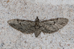 Eupithecia bolterii