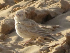 Alaudidae