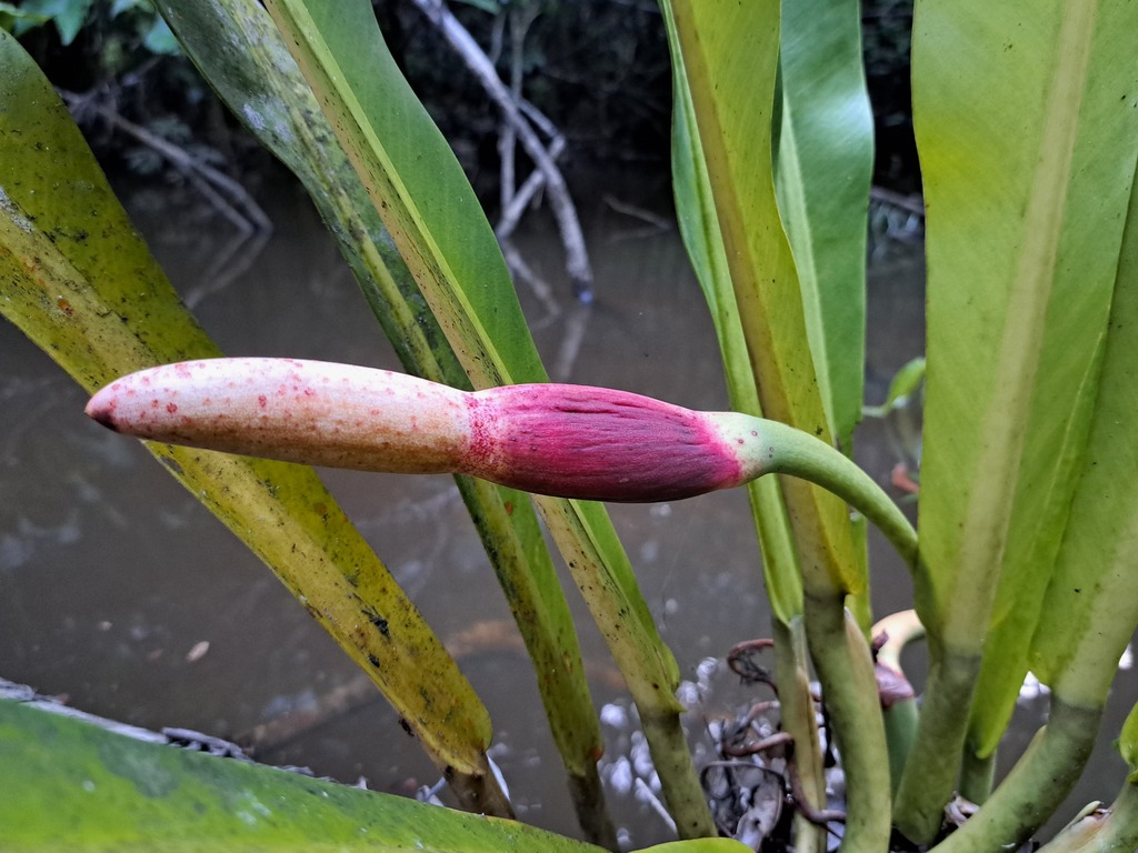 Philodendron linnaei